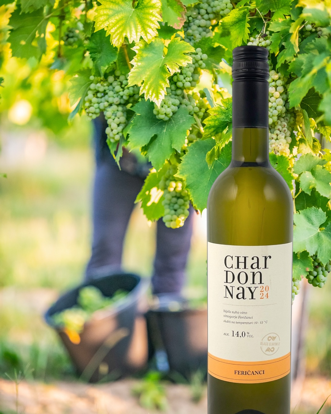 Zomerwijn Classic Chardonnay